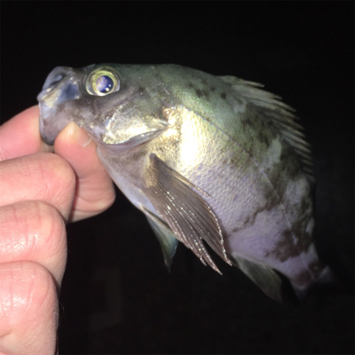 寒波でメバリング