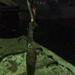 今年最後のヒイカ釣り＼(^^)／プチ1091状態！