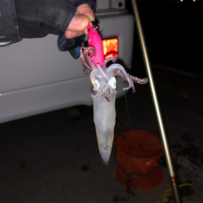 ライトエギングで釣り納め！