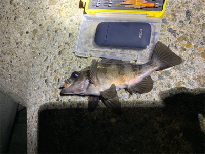 ライトワインド鱗付け