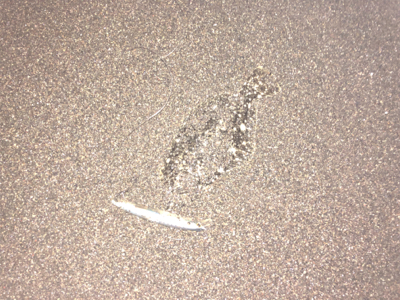 マイクロソゲとベイトのコノシロ