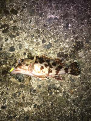 癒しのライトゲーム