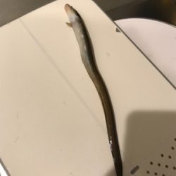 激さむラスト釣行