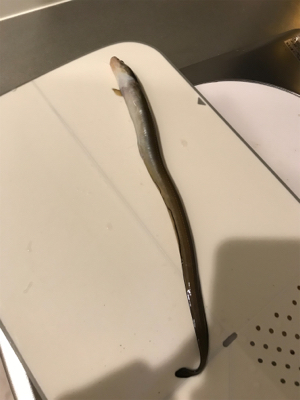 激さむラスト釣行