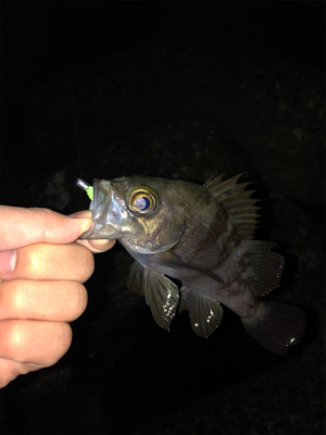 釣り納めメバリング！