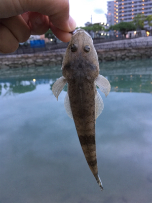 40分釣行コチ1匹