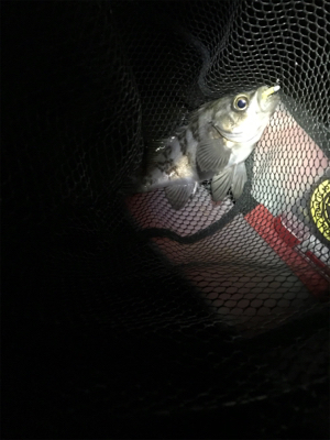 釣り納メバリング