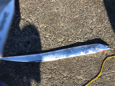 今年最後のノマセ釣り