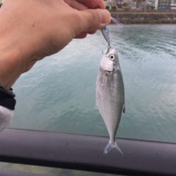 河川でミナミイケカツオ