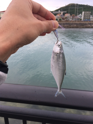 河川でミナミイケカツオ