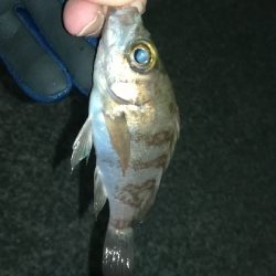 ナイトメバリング