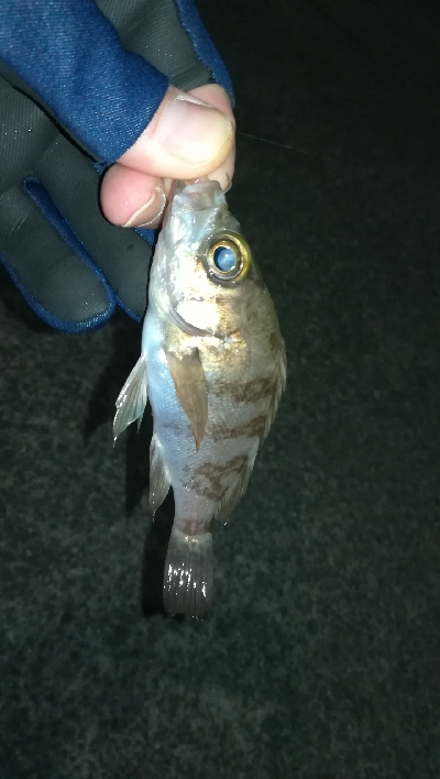 ナイトメバリング