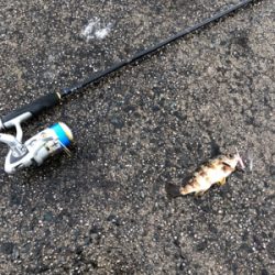 デイライトゲーム