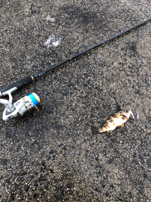 デイライトゲーム