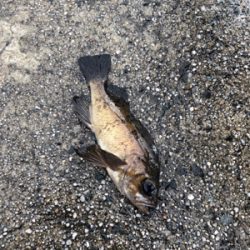 極寒のライトゲーム