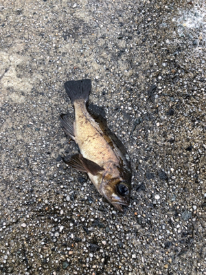 極寒のライトゲーム