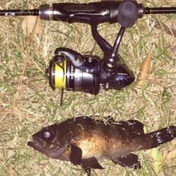 メバリンガー1859〜1937