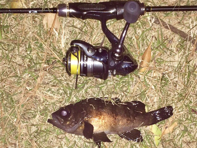 メバリンガー1859〜1937