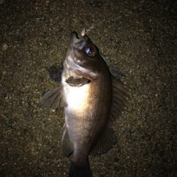 メバダート1インチ白。