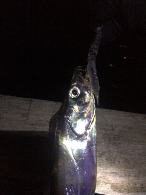 釣り納め その２