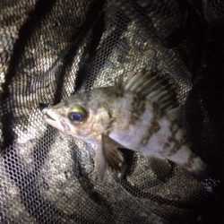 なんとか竿納まってよかった笑