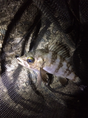 なんとか竿納まってよかった笑