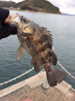 サビキで五目釣り