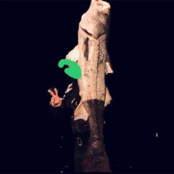 ほんまの釣り納め ランカーGET!