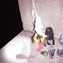 釣り納めは鯖ゲー