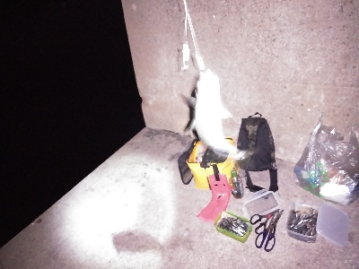 釣り納めは鯖ゲー