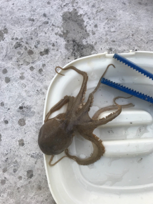 釣り納め タコ狙い