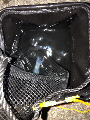 はじめてのヒイカ