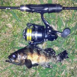 メバリンガー1845〜1935