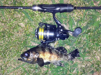 メバリンガー1845〜1935