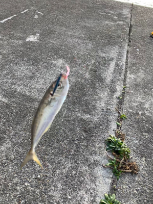 大晦日マイクロジギング