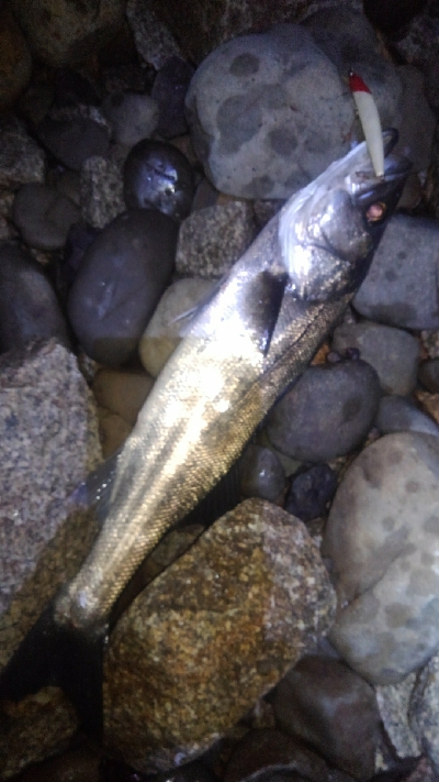 サヨリパターン