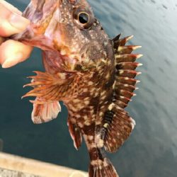 今日の釣果