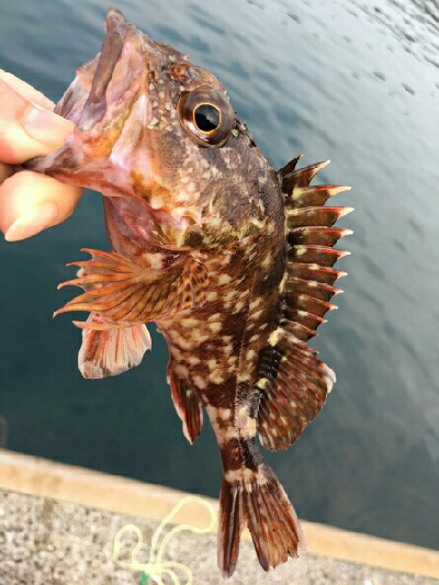 今日の釣果