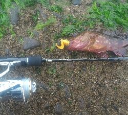 今年は型が小さい。。。