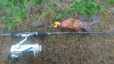 今年は型が小さい。。。