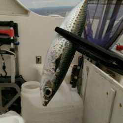 宇佐沖にて今年最後の釣り