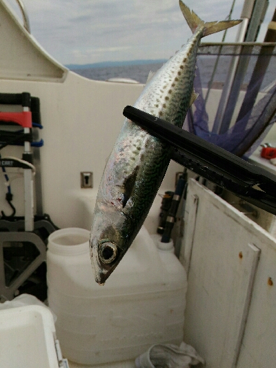 宇佐沖にて今年最後の釣り