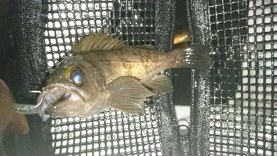 2018メバリング調査