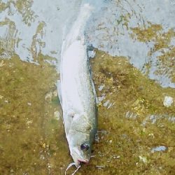 シブイ日でした