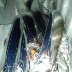 1週間ぶり激寒の中