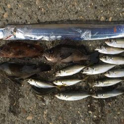 多種目釣れて楽しいですね