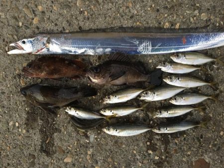 多種目釣れて楽しいですね