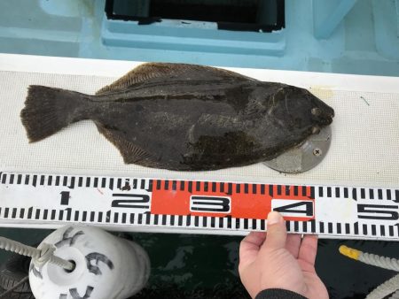 泳がせでヒラメ釣り