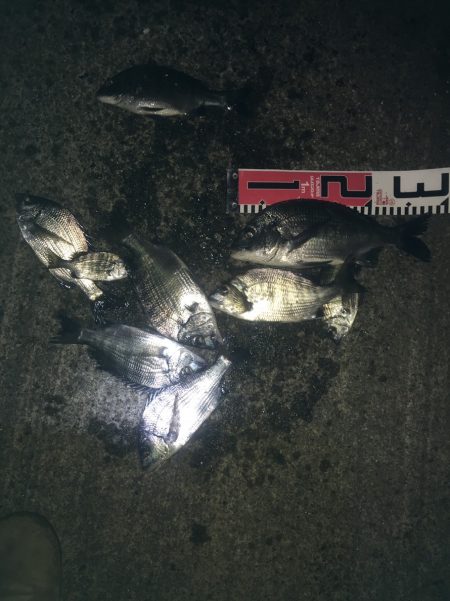 今週の釣果報告！12月15日（土）