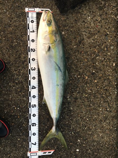 必殺！泳がせ釣り！